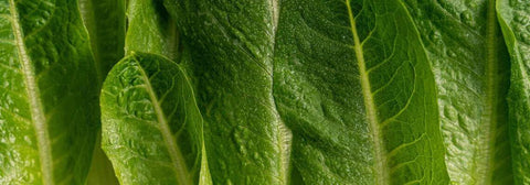 Chlorophyll und seine Wirkung