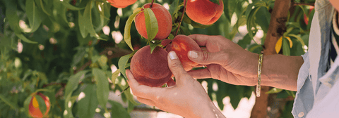 Ist Fruchtzucker gesund?