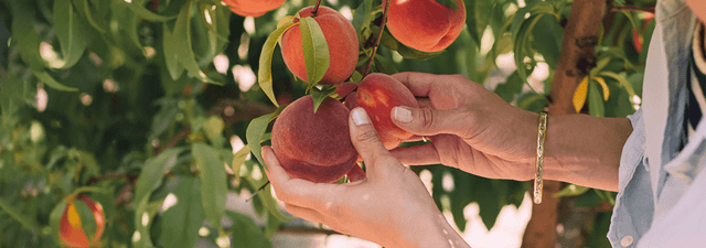 Ist Fruchtzucker gesund?