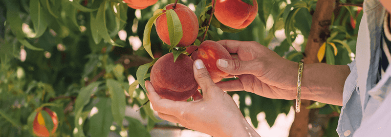 Ist Fruchtzucker gesund?